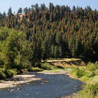 Western Spruce Budworm - Grande Ronde River - 1991
